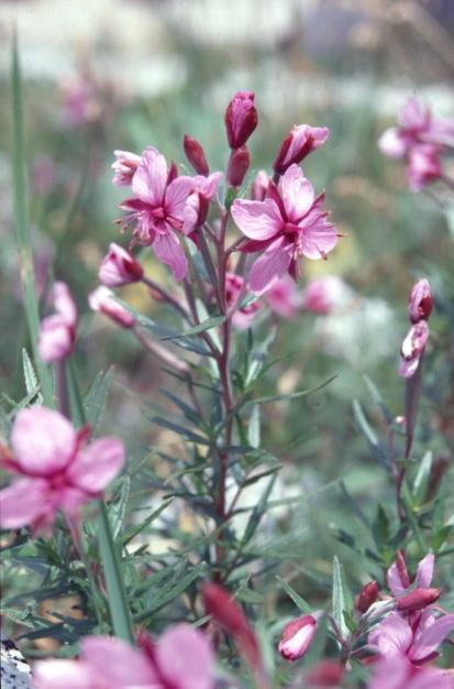 Chamaenerion fleischeri (ex Epilobium fleischeri) / Garofanino di Fleischer